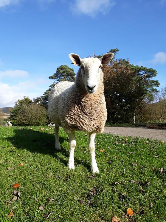 Beautiful Traditional Secluded Country Cottage Sanquhar ภายนอก รูปภาพ